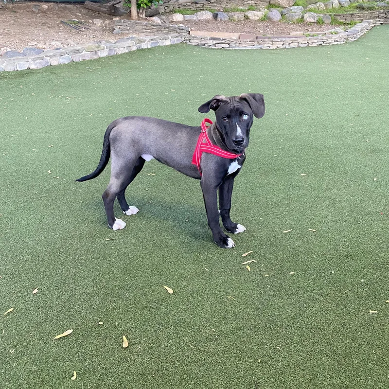 Bowie