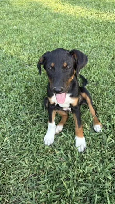 A baby medium-sized male Black Beagle dog named Sir Handsome Cheshire for adoption in Watertown, CT