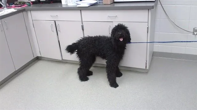 A young large-sized female Poodle dog named Chloe for adoption in Omaha, NE