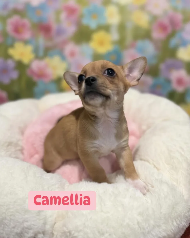 A baby small-sized female Chihuahua dog named Camellia for adoption in Berlin, NJ