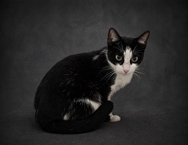 A young medium-sized female Domestic Short Hair cat named Sapphire for adoption in Winter Haven, FL