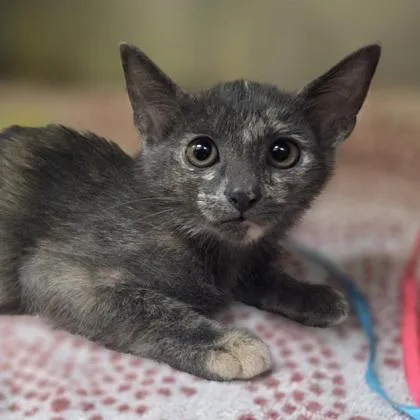 A baby small-sized female Domestic Short Hair cat named DupliCat for adoption in Westland, MI