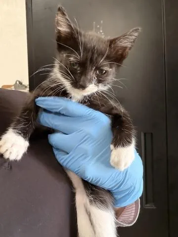 A baby small-sized female Domestic Short Hair cat named A for adoption in San Bernardino, CA