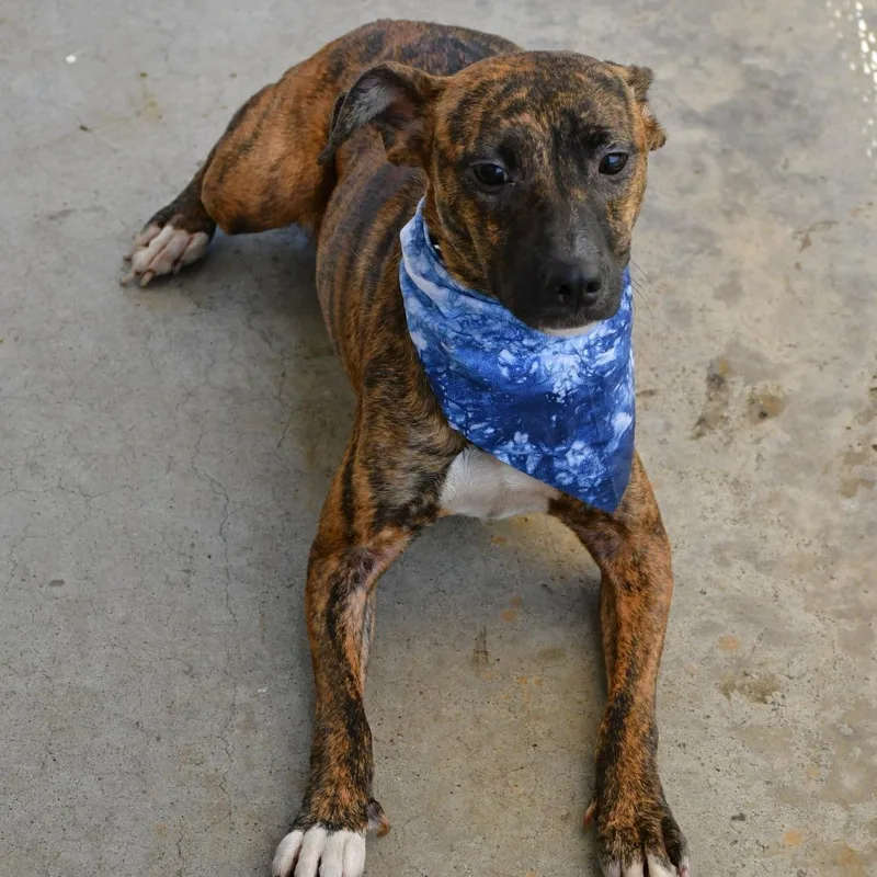 An adult medium-sized female Brindle Mountain Cur dog named Cricket for adoption in Beaumont, TX