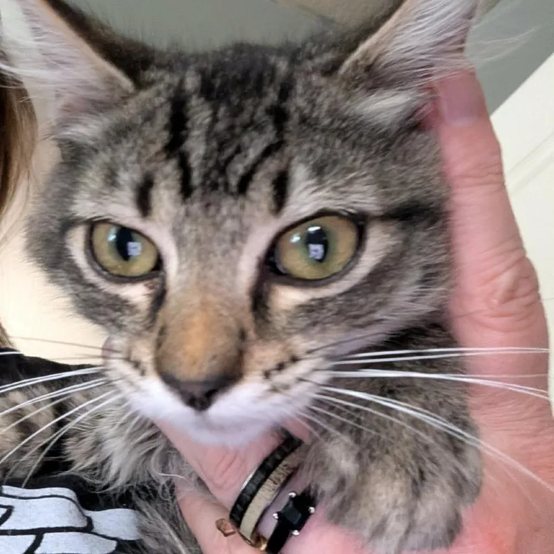 A baby small-sized male Brown / Chocolate Domestic Short Hair cat named Hank Armbrust for adoption in Eagle Mountain, UT