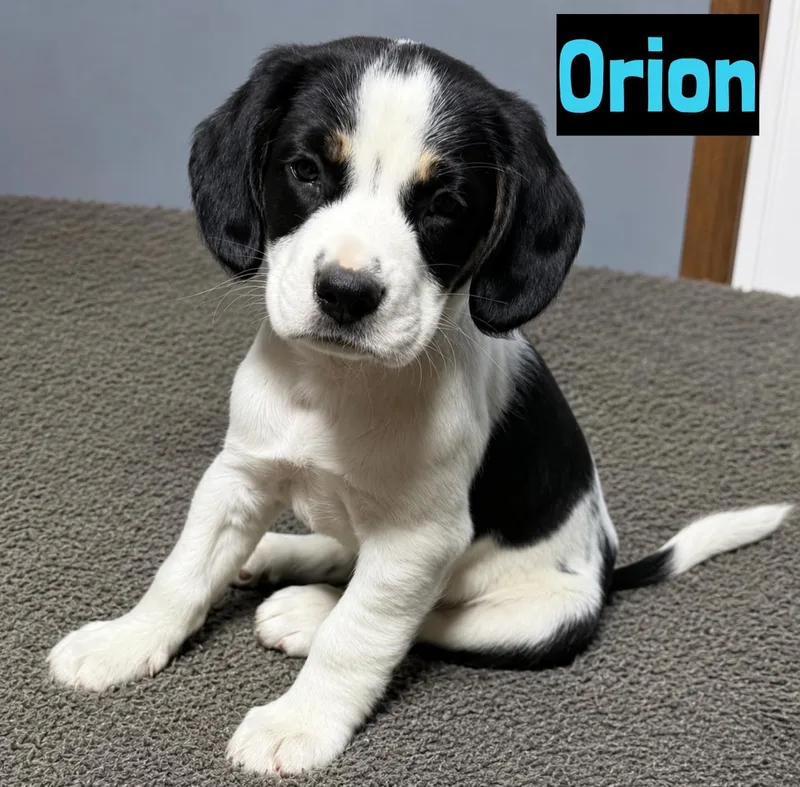 A baby medium-sized male Black Beagle dog named Orion for adoption in Grand Rapids, MI