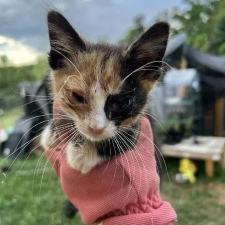 A baby small-sized female Calico Domestic Short Hair cat named Elmira for adoption in Rocky Mount, VA