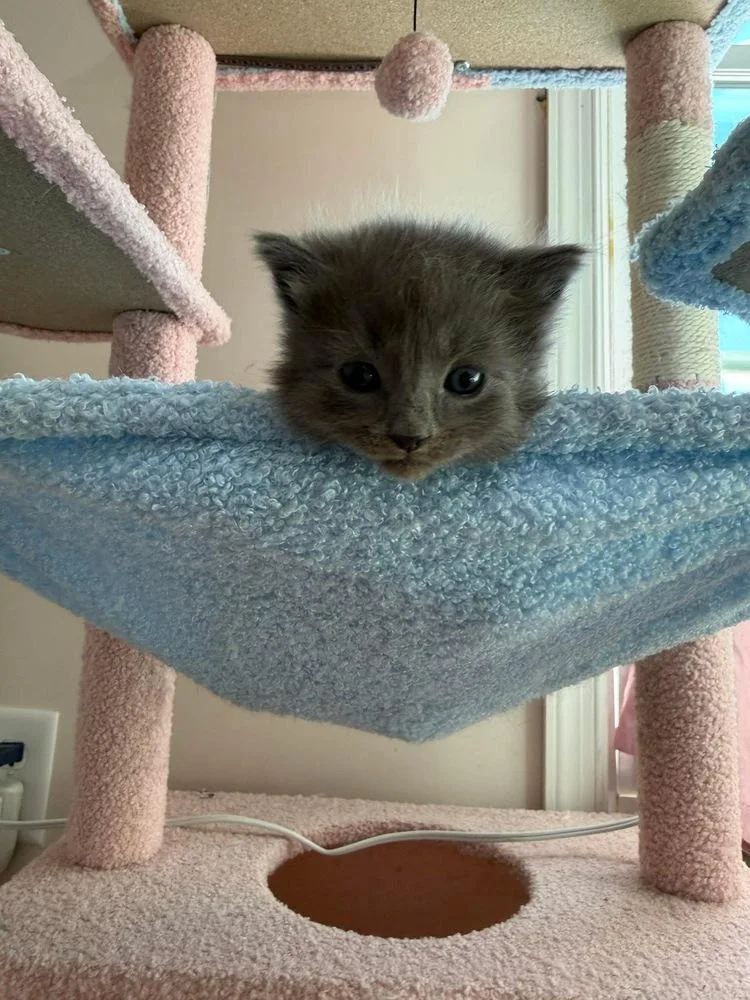 A baby small-sized male Gray / Blue / Silver Domestic Medium Hair cat named Napoleon for adoption in Martinsburg, WV