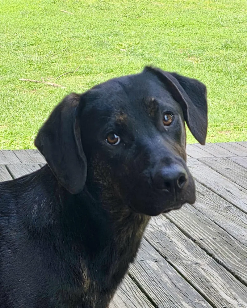 A young large-sized male Brindle Black Labrador Retriever dog named Theadore for adoption in Cincinnati, OH
