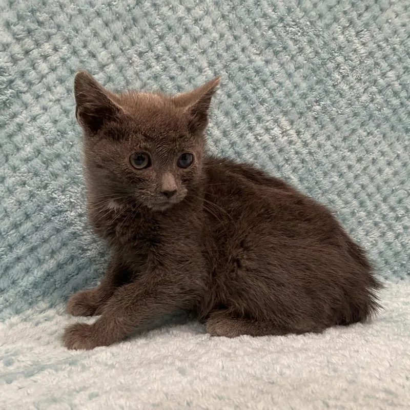 A baby small-sized male Gray / Blue / Silver Domestic Short Hair cat named Shrek for adoption in Washington Township, OH