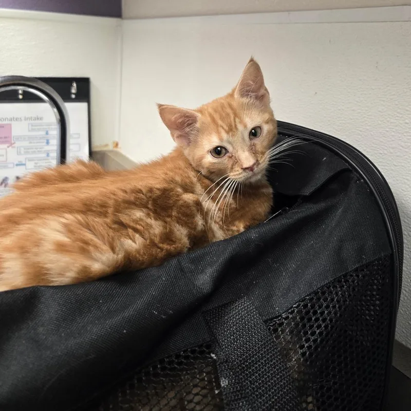 A baby small-sized female Orange / Red Domestic Short Hair cat named Stray Hold Chandelier for adoption in Albuquerque, NM