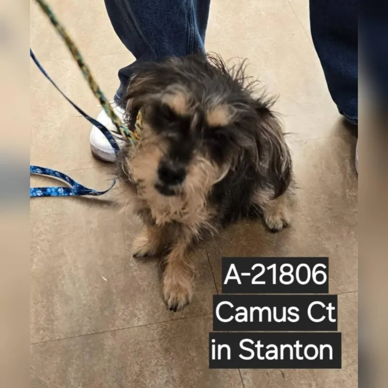 An adult small-sized female Black Yorkshire Terrier dog named Wagsstray for adoption in Westminster, CA