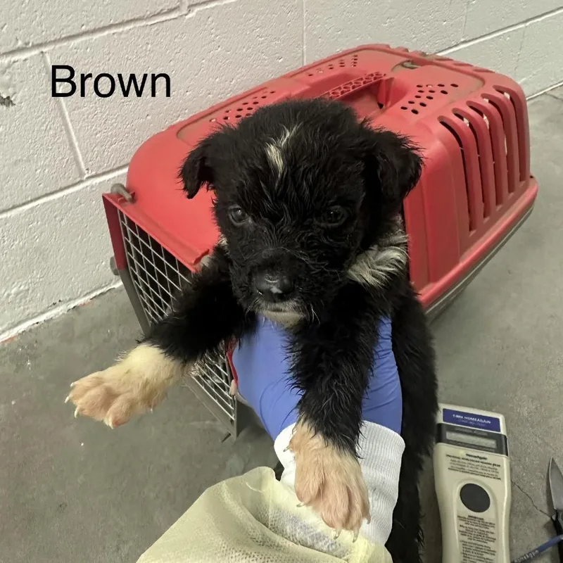 A baby small-sized male Black German Shepherd Dog dog named Avi A Brown for adoption in Mission Hills, CA