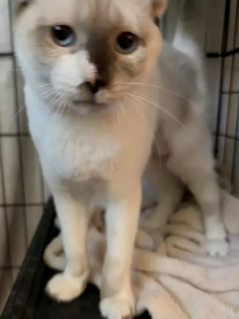 A young medium-sized female Snowshoe cat named Circe for adoption in Vacaville, CA