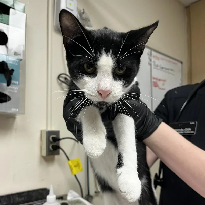 A baby medium-sized male Black Domestic Short Hair cat named Barbossa for adoption in Lakeland, FL