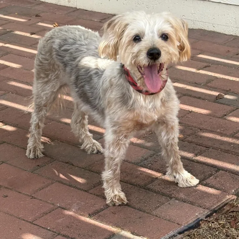 A senior small-sized male Terrier dog named Simba for adoption in Cumming, GA
