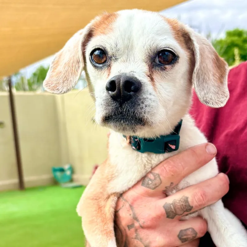 A senior small-sized female White / Cream Mixed Breed dog named Blossom for adoption in Las Cruces, NM
