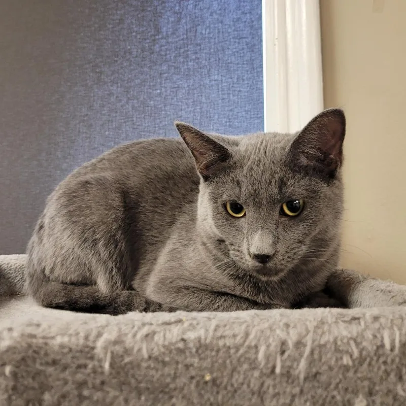 An adult small-sized female Domestic Short Hair cat named Pebbles for adoption in Knoxville, TN