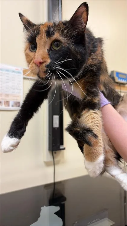 An adult small-sized female Domestic Short Hair cat named Lilac for adoption in West Chester, PA