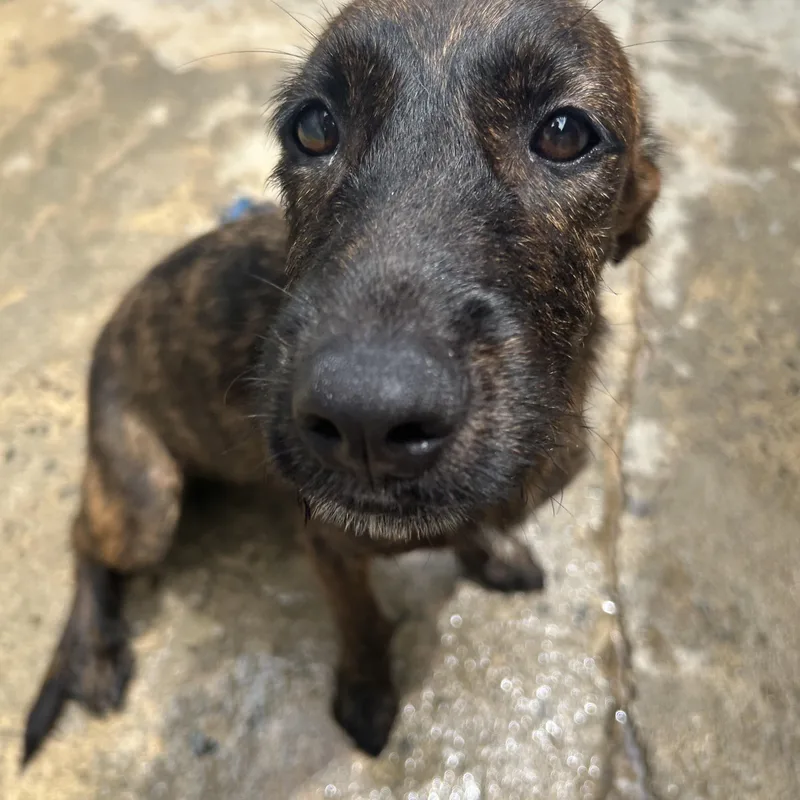 A young medium-sized female Mixed Breed dog named Angelina for adoption in Loiza, PR