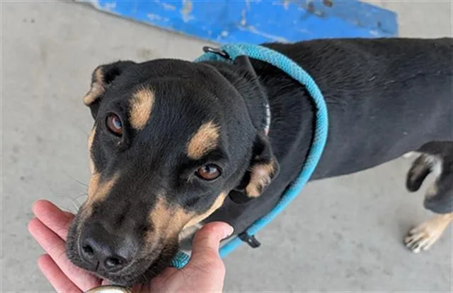 A young medium-sized female Belgian Shepherd / Malinois dog named Cora for adoption in Bakersfield, CA