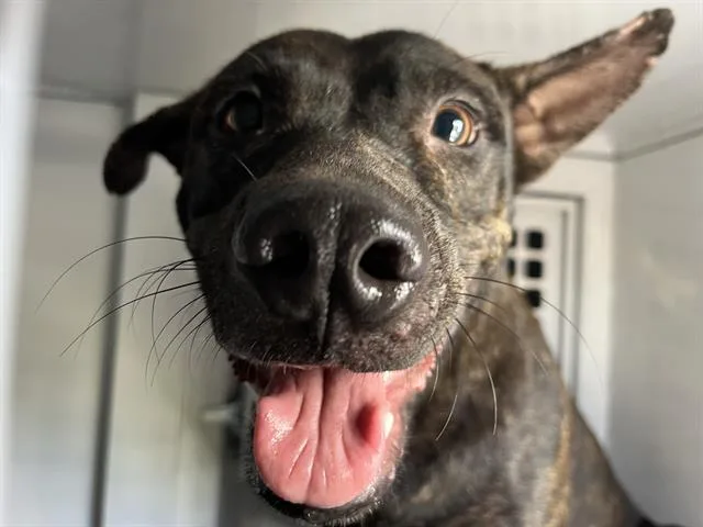 A young medium-sized female Mixed Breed dog named Monica for adoption in Palmetto, FL