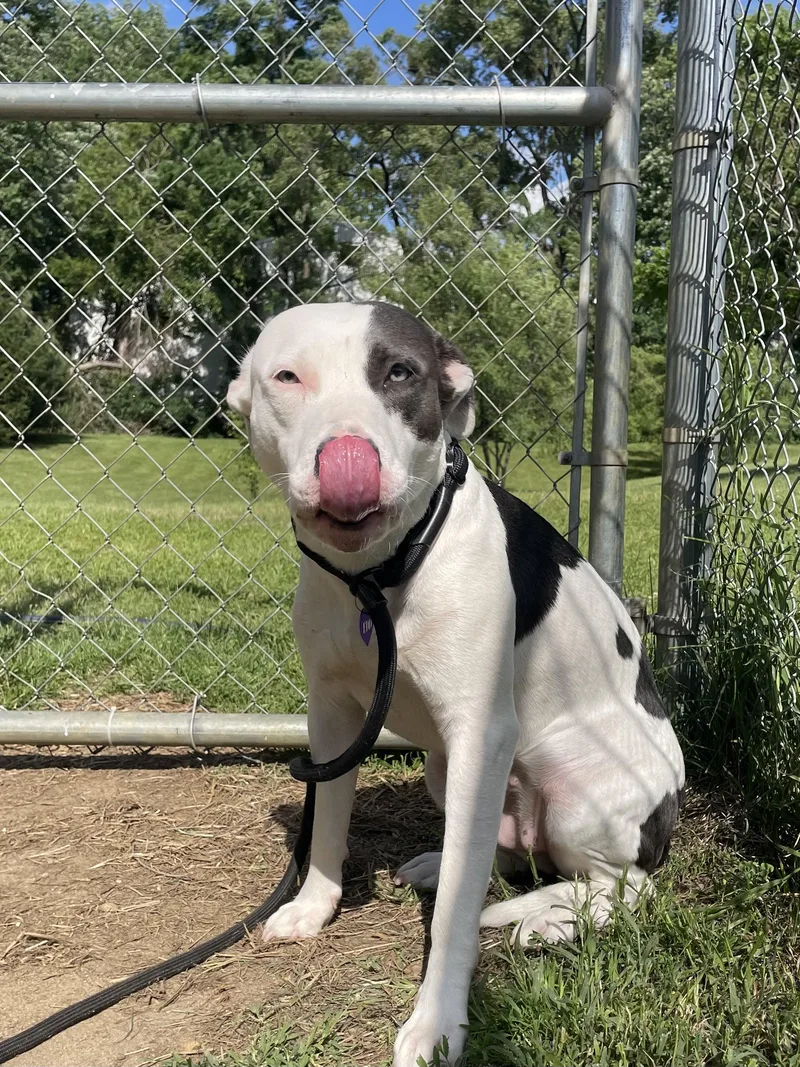 A young medium-sized female Gray / Blue / Silver Mixed Breed dog named Yue for adoption in Mishawaka, IN