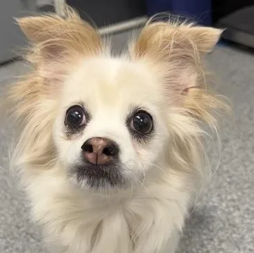 A senior small-sized female White / Cream Chihuahua dog named Kamila for adoption in Tinley Park, IL