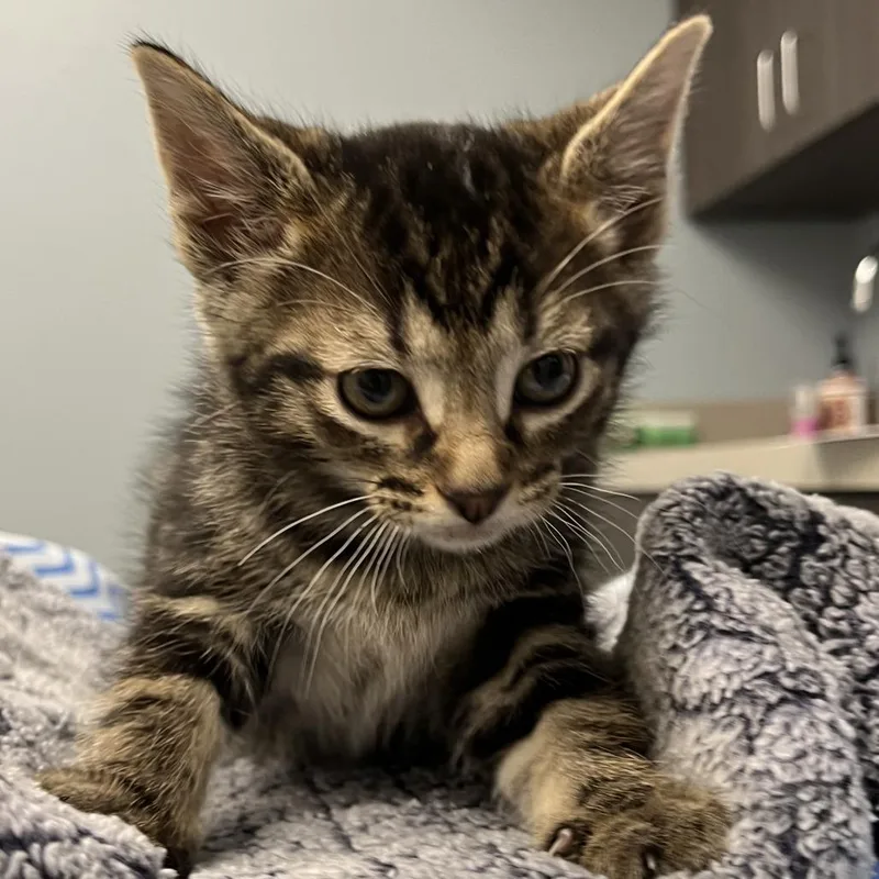 A baby small-sized female Brown / Chocolate Domestic Short Hair cat named Zoey for adoption in Oak Park, IL