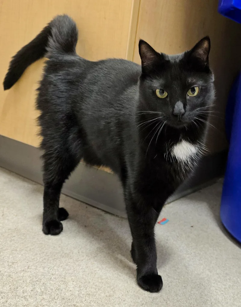 An adult large-sized female Black Domestic Short Hair cat named Layla for adoption in Amityville, NY