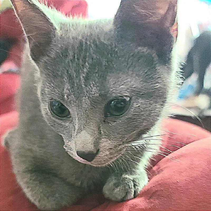 A baby small-sized male Gray / Blue / Silver Domestic Short Hair cat named Perfect Reason for adoption in Fredericksburg, VA