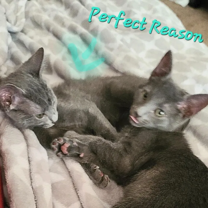 Perfect Reason thumbnail 2