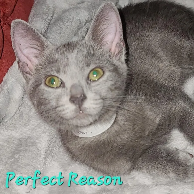 Perfect Reason thumbnail 3
