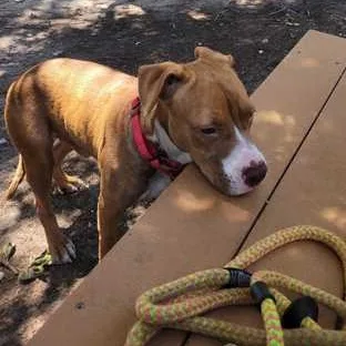 A young medium-sized male Red / Chestnut / Orange Mixed Breed dog named Max for adoption in Fernandina Beach, FL