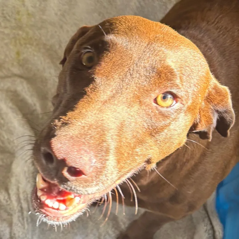 An adult large-sized female Brown / Chocolate Labrador Retriever dog named Fawn for adoption in Bentonville, AR
