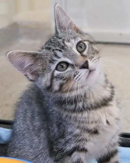 A baby small-sized female Domestic Short Hair cat named Kayda for adoption in Fishers, IN