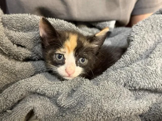 A baby small-sized female Domestic Short Hair cat named Ladybug for adoption in Miami, FL