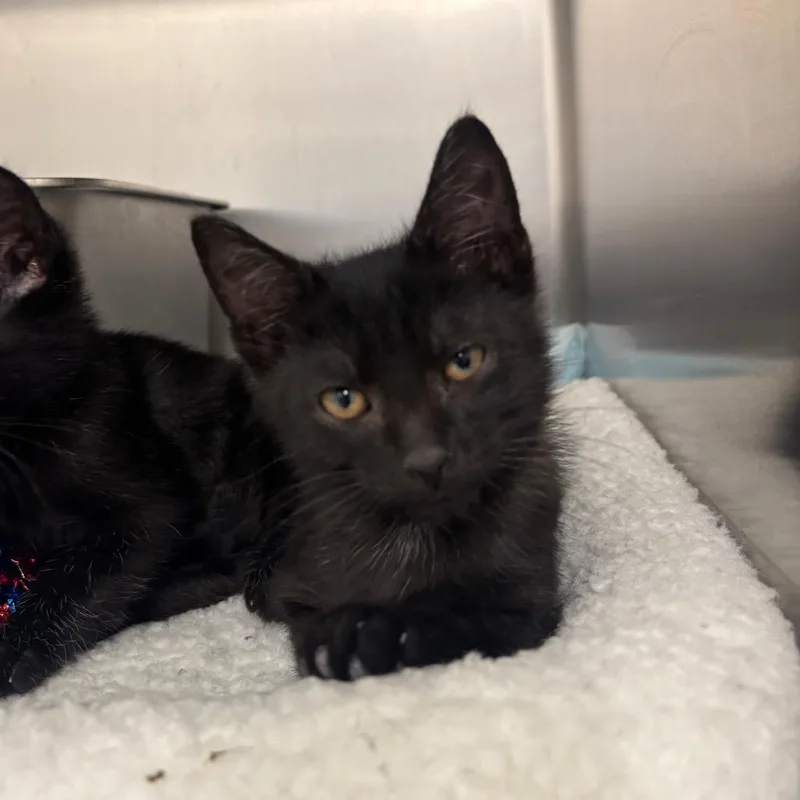 A baby small-sized male Black Domestic Short Hair cat named Doug for adoption in Springtown, TX