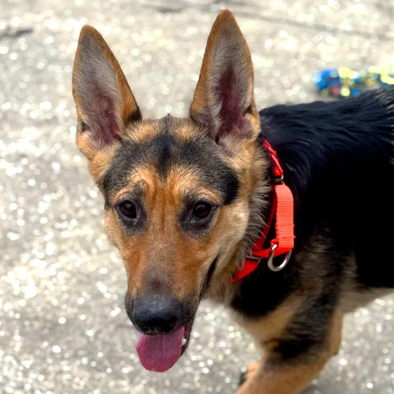 Lunar Landing thumbnail 3