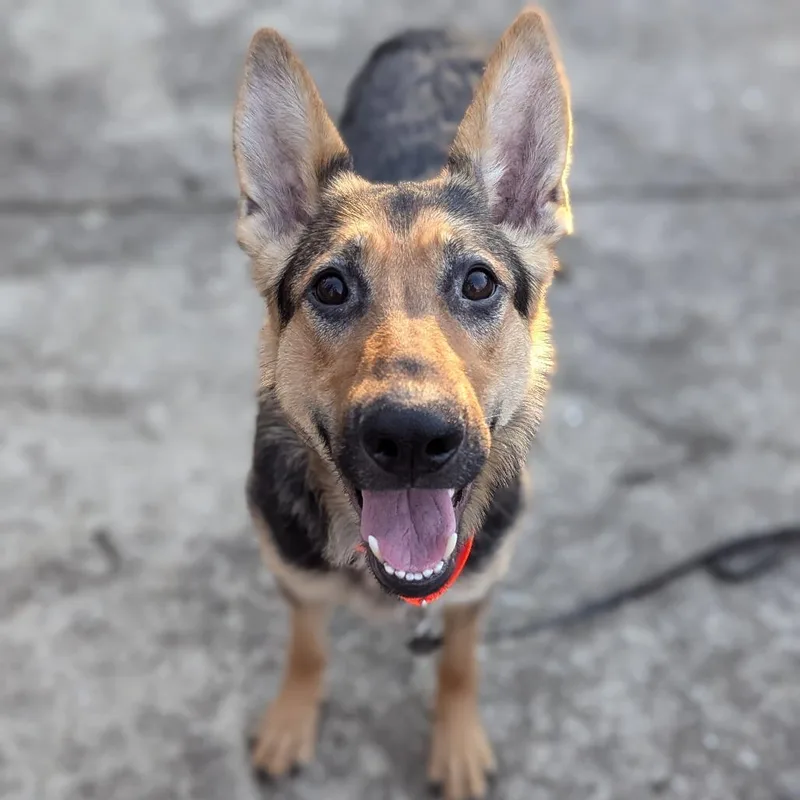 Lunar Landing thumbnail 4