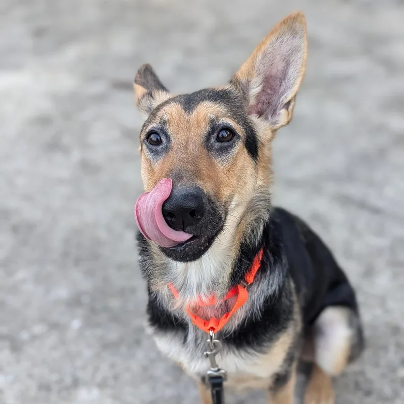 Lunar Landing thumbnail 5