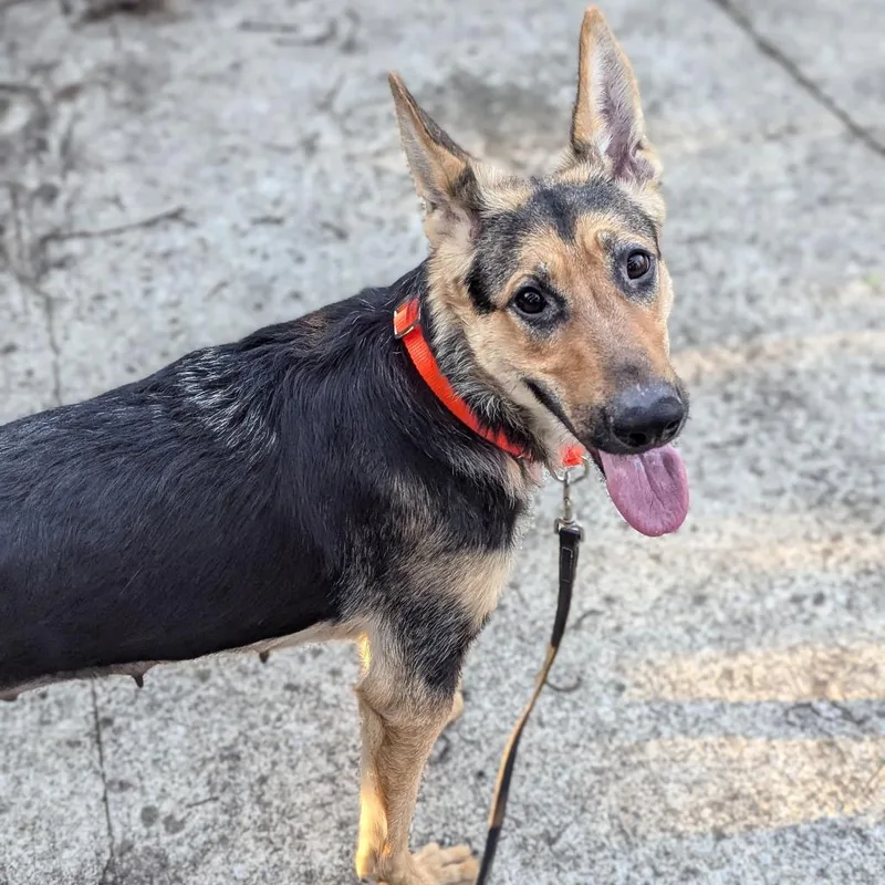 Lunar Landing thumbnail 6