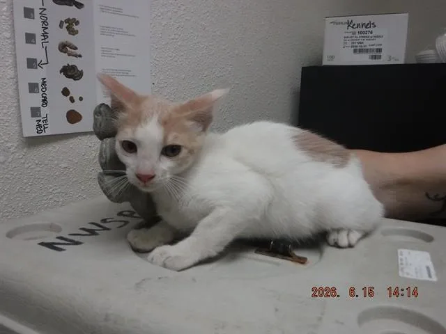 A baby small-sized female Domestic Short Hair cat named Marshmellow for adoption in Oroville, CA