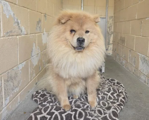 An adult large-sized male Chow Chow dog named Jude for adoption in Oceanside, CA