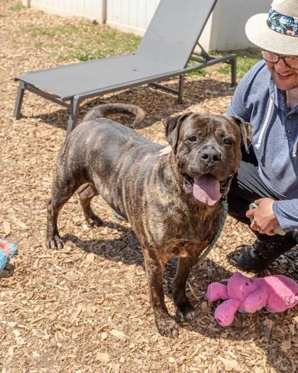 An adult large-sized male Mixed Breed dog named Popcorn Pop for adoption in Chamblee, GA