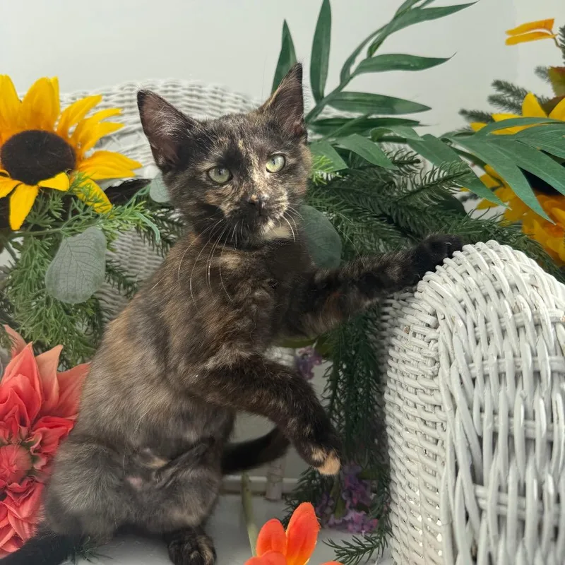 A baby small-sized female Tortoiseshell Domestic Short Hair cat named Razzle Hope for adoption in Eaton Rapids, MI