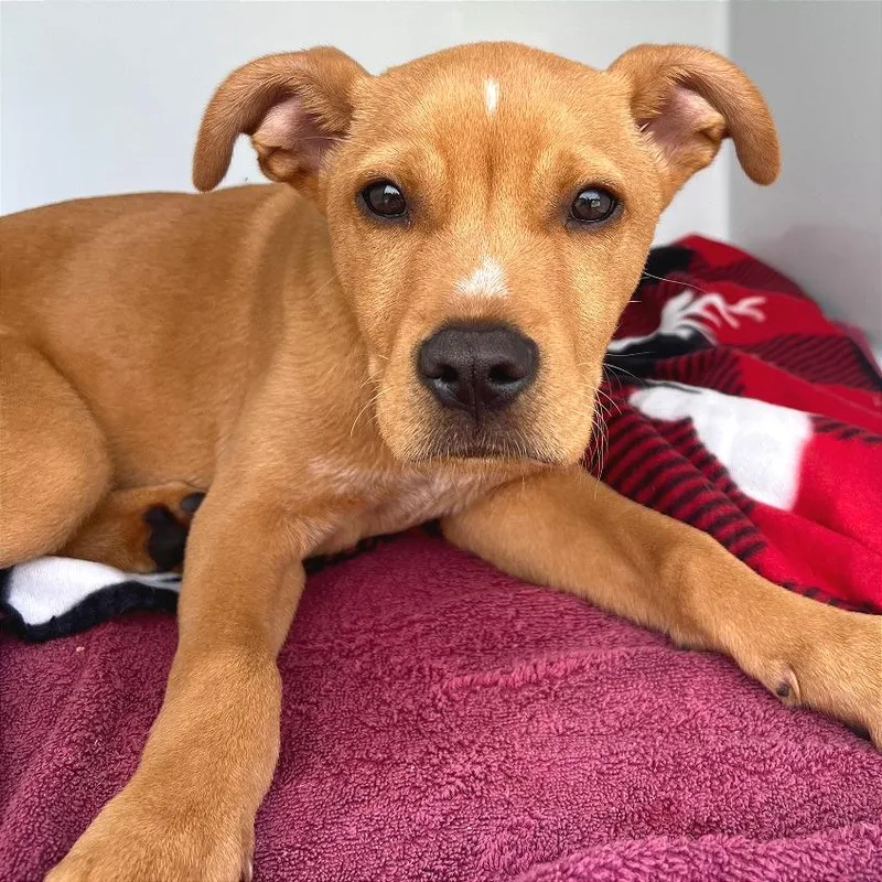 A baby small-sized male Yellow / Tan / Blond / Fawn Mixed Breed dog named Zy for adoption in Chattanooga, TN