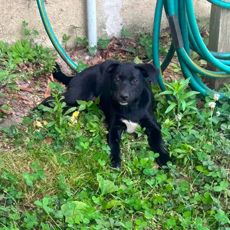 A baby large-sized female Labrador Retriever dog named Bailee for adoption in Collingswood, NJ