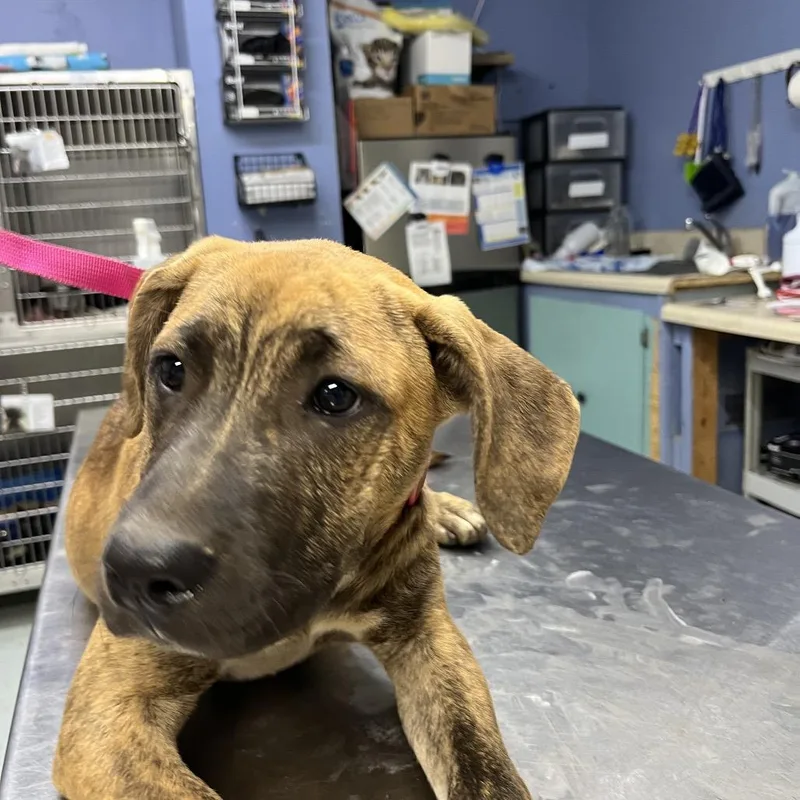 A young medium-sized female Labrador Retriever dog named Camila for adoption in Marble, NC