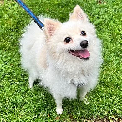 An adult small-sized male Pomeranian dog named Osito for adoption in Huntington, NY